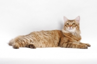 Picture of American Bobtail, Chocolate Spotted Tabby, looking up