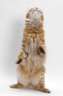 Picture of American Bobtail, Chocolate Spotted Tabby, on hind legs