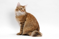 Picture of American Bobtail, Chocolate Spotted Tabby, sitting down