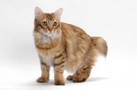 Picture of American Bobtail, Chocolate Spotted Tabby, standing