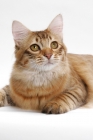 Picture of American Bobtail, Chocolate Spotted Tabby, lying down