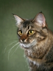 Picture of American Bobtail Head Study, three quarter view