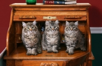 Picture of American Bobtail kittens on desk