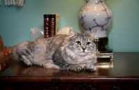 Picture of American Bobtail lying on desk
