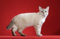 Picture of American Bobtail, side view on red background
