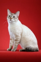 Picture of American Bobtail sitting on red background