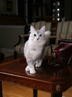 Picture of American Bobtail standing on table