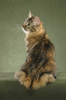 Picture of American Bobtail turned in sitting position