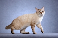 Picture of American Bobtail