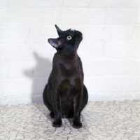 Picture of american brown burmese cat , gr ch kittrickâ€™s gung ho of silkwood, looking up