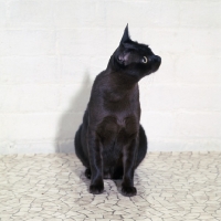 Picture of american brown burmese cat , gr ch kittrickâ€™s gung ho of silkwood