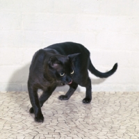 Picture of american brown burmese cat , gr ch kittrickâ€™s gung ho of silkwood, licking lips