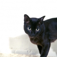 Picture of american brown burmese cat, gr ch kittrickâ€™s gung ho of silkwood