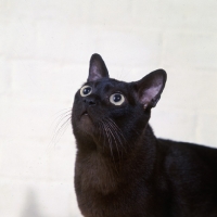 Picture of american brown burmese cat, gr ch kittrickâ€™s gung ho of silkwood, looking up