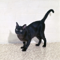 Picture of american brown burmese cat, gr ch kittrickâ€™s gung ho of silkwood looking up