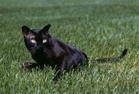 Picture of american brown burmese cat staring intensely