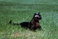 Picture of american brown burmese cat watching