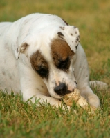 Picture of American Bulldog chweing bone in grass