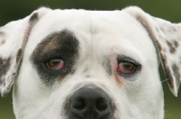 Picture of American Bulldog, close up