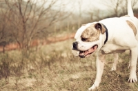 Picture of American Bulldog in autumn