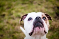 Picture of American Bulldog looking up