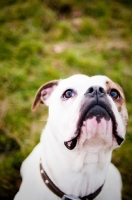 Picture of American Bulldog looking up