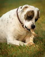 Picture of American Bulldog lying in grass, chewing bone
