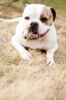 Picture of American Bulldog lying on grass