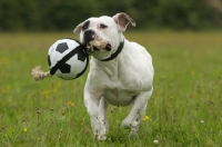 Picture of American Bulldog playing with ball