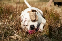 Picture of American Bulldog playing with toy