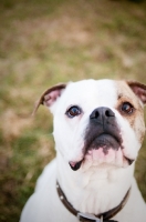 Picture of American Bulldog portrait