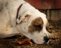 Picture of American Bulldog resting
