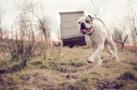 Picture of American Bulldog running on grass