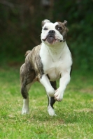 Picture of American Bulldog running