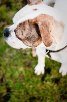 Picture of American Bulldog top view