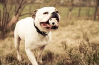 Picture of American Bulldog with toy