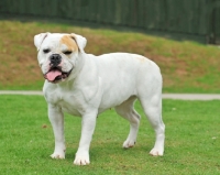 Picture of American Bulldog