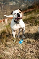 Picture of American Bulldog