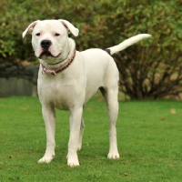 Picture of american bulldog