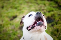 Picture of American Bulldog