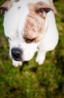 Picture of American Bulldog