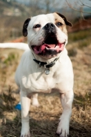 Picture of American Bulldog