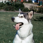 Picture of american champion alaskan malamute