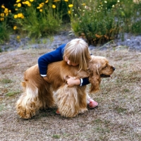 Picture of american cocker spaniel hugged by a girl