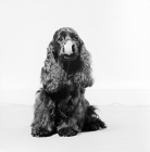 Picture of american cocker spaniel licking lips 