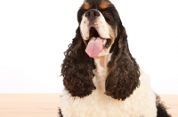 Picture of American Cocker Spaniel looking up