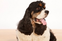 Picture of American Cocker Spaniel, looking away