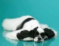 Picture of American Cocker Spaniel lying on blue background