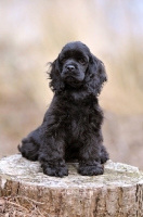 Picture of American Cocker Spaniel on log