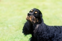 Picture of american cocker spaniel, portrait